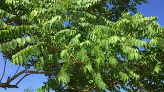 Tree of Heaven (Ailanthus altissima) - leaves - July 2018