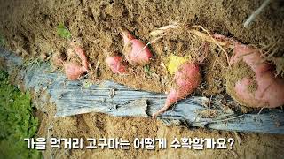 [도도farm]꼬마농부들 가을 고구마 수확하기