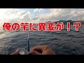 【2021年1月上旬】正月に二馬力！！【ハンターボート】【hunter boat 300】gopro hero9 black撮影【沖縄】【二馬力ボート】【釣り】【オフショア】