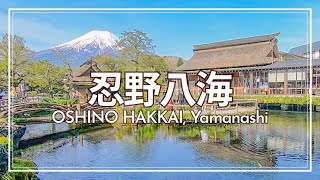 【2022 Spring】Yamanashi trip -Oshino Hakkai-【VLOG】