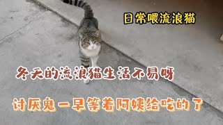 冬天的流浪猫生活不易，一早忍着寒冷等饭，好心人帮忙喂了呢