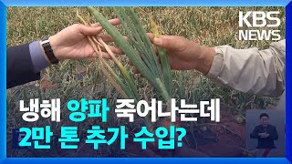 “흉작에 수입산 공세까지?”…전남 양파농가 ‘이중고’ / KBS  2023.05.15.