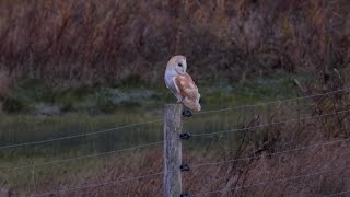 Goldcliff Birding 80 - 4K