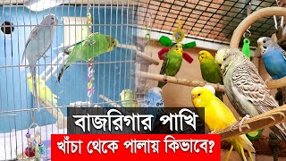 বাজরিগার পাখি খাঁচা থেকে পালায় কিভাবে |How a Budgie escapes from the cage ?