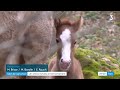 un cheval criollo s entraine pour le salon de l agriculture