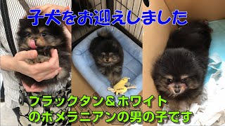 生後2ヶ月のポメラニアンの子犬をお迎えしました。ブラックタンの可愛い子です。