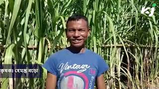 Pumkin Cultivation | Sugarcane Cultivation | Successful Farmer Assam | Baksa Farmer |