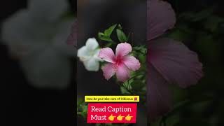 How to take care of your habiscus plant #music #love #arabic #gardening #топ #natureandplantingtips