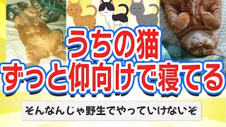 【2ch笑える】うちの猫ずっと仰向けで寝てる【5ch面白】