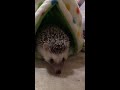 hedgehog is very cautious harry the hedgehog in london はりねずみのハリー『警戒心』