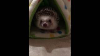 Hedgehog is very cautious:Harry the hedgehog in London はりねずみのハリー『警戒心』