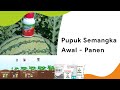 Jenis dan Dosis Pemupukan Semangka Dari Awal Sampai Akhir !!