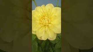 Dahlia - The Most Beautiful Flower You'll Ever See #shorts #dahlia #dahliaflowers #garden #yellow