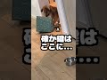 犬が布団を掘りまくってたら寝床を見直して！ shorts