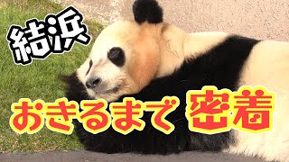 アドベンチャーワールド🎵パンダ結浜🎀萌え寝姿に3時間密着📹寝ながら禁断の?!🤣可愛いところ全部見せ【Giant Panda Yuihin 🎀Wait until you wake up 】