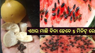 ଏଥର ଘରେ ମାଛି ମଶା ପୋକ କେହିବି ଦେଖା ଦେବେନୀ ମାତ୍ର 5 ମିନିଟ୍ ରେ ସବୁ ଛୁ /tips \u0026trick/(@Sonykitchen\u0026Vlog)