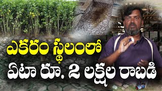 ఎకరంలో మల్బరీ, పట్టు || ఏడాదికి 4 పంటలు || Mulberry Cultivation and Silkworm Rearing || A Pratap