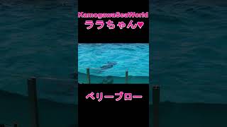 ララちゃんのベリーブローカッコい～ヽ(^o^)丿 #Shorts 鴨川シーワールド シャチ Kamogawa Sea World