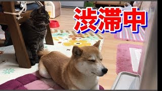 柴犬ハナの朝ごはん、そして猫クロと仲良く渋滞発生させてます -- Shiba and cat is relaxing. --