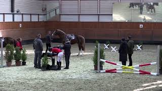 29 Elfique 31 Lilian Finale TES ST 2022 – Equitation Reiten   AVENCHES