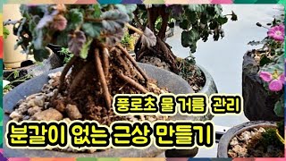 풍로초 분갈이 없이 근상 분재 만들기 후유증 끝 초보자도 너무 쉽죠