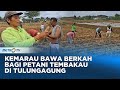 Kemarau Bawa Berkah, Minat Petani Tulungagung Menanam Tembakau Meningkat