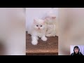 4 hours of insanely funny dogs u0026 cats🤣hilarious pets 2025 🐶😸 cats and dogs funny videos