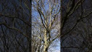 Grey alder - mid canopy - February 2022