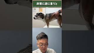 ヘルニアの疑いのミックス犬を整体で…！#shorts