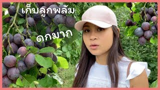 เก็บลูกพลัม Plum สดๆจากต้น | ดกมาก อร่อยมาก ฟินมาก | Nammy E