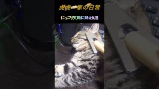 【にっこり笑顔に見える猫】 #キジトラ #cat #猫のいる暮らし #ねこ #保護猫