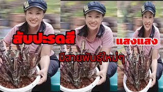 ep56.สับปะรดสีสวยงามทั้งต้นไม้และหัวใจของคุณปลูก@youtube