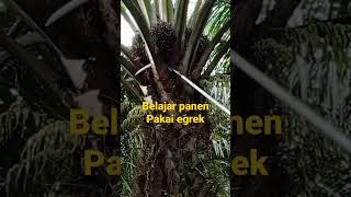 belajar panen sawit‼️pakai egrek #shorts