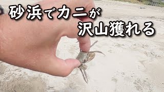 【誰でも簡単】砂浜でカニを沢山捕まえる方法