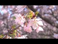 さくら（染井吉野）の早咲き、晴れた空の下しとやかに咲く玉縄桜 march 2023 sagamihara park kanagawa