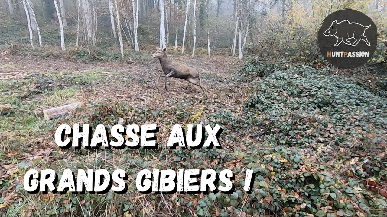 Chasse En Battue - Sangliers Et Cerfs Au Rendez-vous ! - YouTube