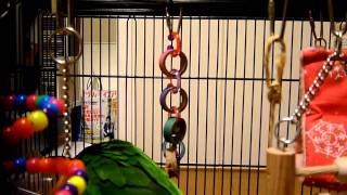 ［caique］インコさまの知恵の輪はずし［シロハラインコ］