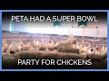 PETA Had a Super Bowl Party for Chickens