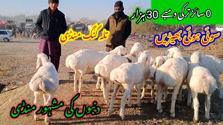 Talagang dumba Mandi/zero size Turkey dumba kids rates/dumba Mandi new update 2025/