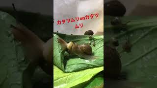 マイマイカブリ用のエサを捕まえてきたらかわいかった