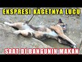 Tidur Model Apa ini? Saat Di Bangunin Suruh Makan Kaget Dan Lucu² Ekspresinya!!!