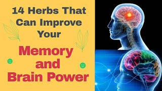 14 Herbs That Can Improve Your Memory and Brain Power