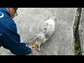 巨大長毛猫メインクーンをファーミネーターでブラッシング furminator maine coon