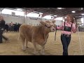 2014 colorado state fair market beef show