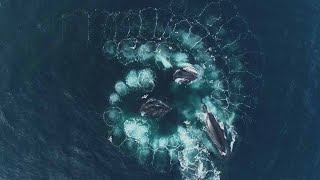 Whale Forming Spiral Whilst Bubble Feeding