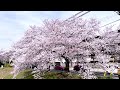 【京都・桜・2022年】出町柳・御所周辺の桜（本満寺・京都御苑・賀茂川・高野川）