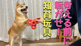 知育オモチャで遊んだら終わりがなかった【豆柴】With subtitles