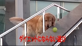 要ダイエット犬のダイエットにならない遊び