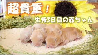 【貴重動画！】生まれて3日目のうさぎの赤ちゃん♪