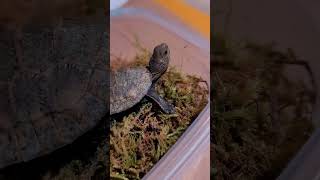 【水田缸.記】我決定稱呼這只日本石龜為征服者威廉……Japanese pond turtle